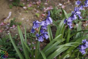 Hyacinthoides non-scripta (3)